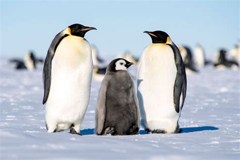 Emperor Penguins Proposed for Listing Under Endangered Species Act | Audubon