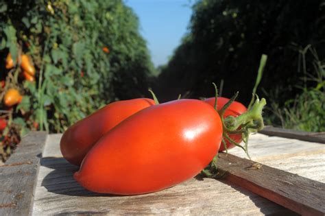 San Marzano Tomato Profile & Grow Guide - Tomato Bible