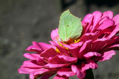 Butterfly Flower Zinnia - Free photo on Pixabay - Pixabay