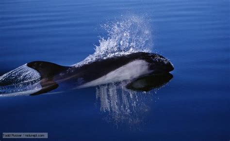 Peale's Dolphin Information and Picture | Sea Animals