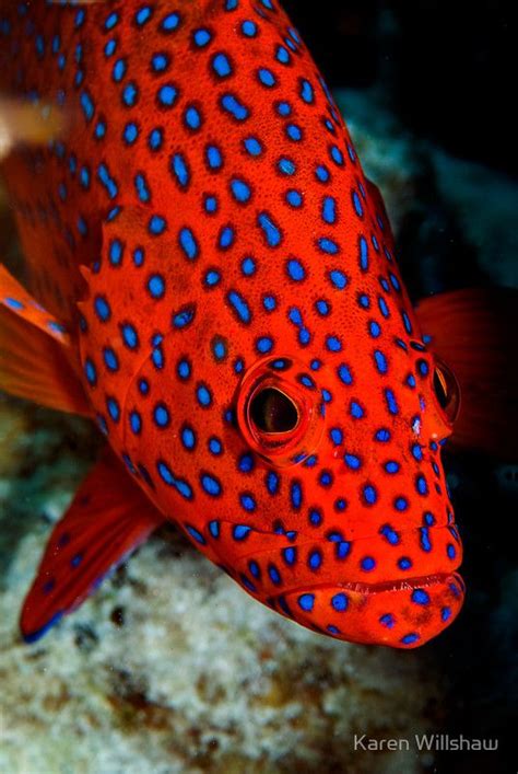 Polka Dots - Cocos (Keeling) Islands by Karen Willshaw | Ocean creatures, Colorful animals