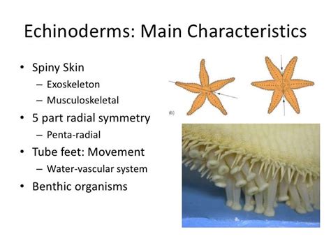 Echinoderms