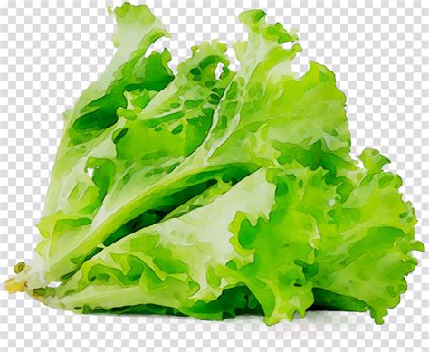 Download High Quality lettuce clipart vegetable Transparent PNG Images - Art Prim clip arts 2019