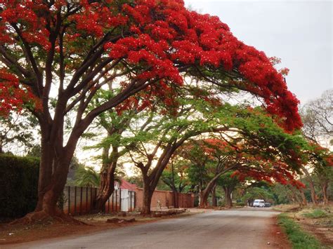 Pin on Zimbabwe - Home