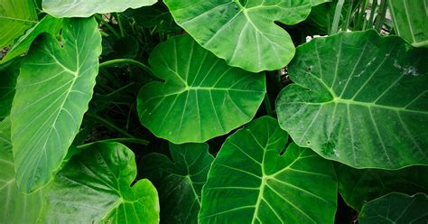 Taro Leaves: Nutrition, Benefits, and Uses