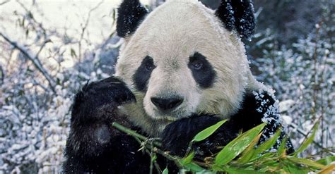 Smithsonian Associates Presents “A Panda Story: Celebrating Giant ...