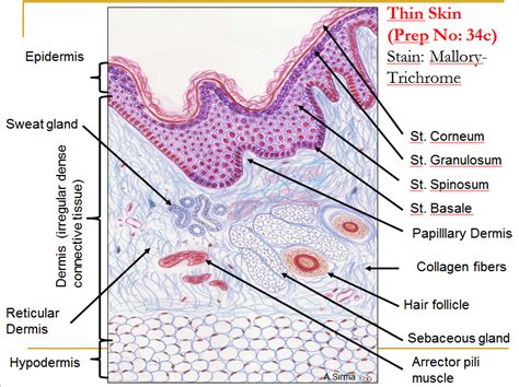 thin skin | Integumentary system, Medical school studying, Human anatomy and physiology