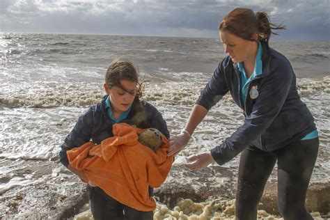 Seal Rescue Hospital | SEA LIFE Hunstanton Aquarium