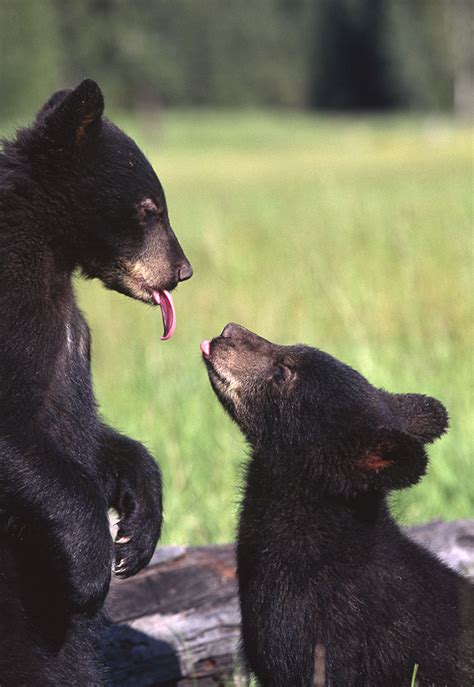 Black Bear cubs playing around: The natural world: Scott Stulberg ...