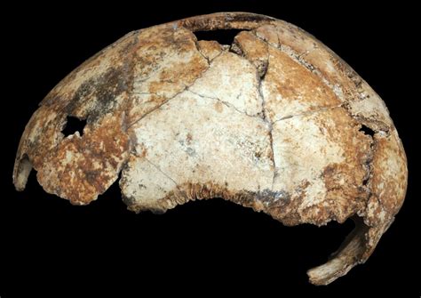 2 million-year-old ancient human skull fossils rewrite the “story of us”