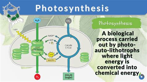 Photosynthesis - Definition and Examples - Biology Online Dictionary