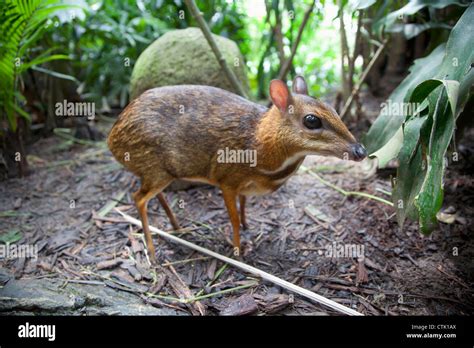 An Asian Mouse Deer (Tragulidae) At The Singapore Zoo; Singapore Stock Photo - Alamy