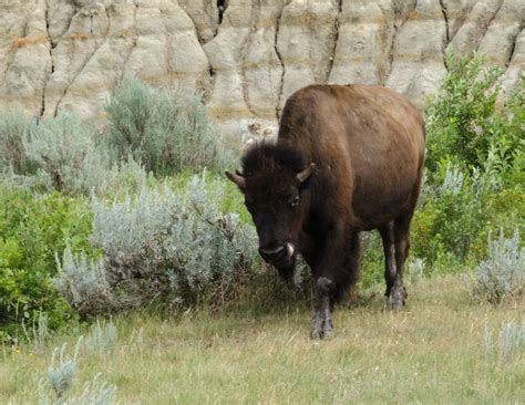 https://flic.kr/p/PKaSXw | | Wild horses, Theodore roosevelt national park, Wildlife