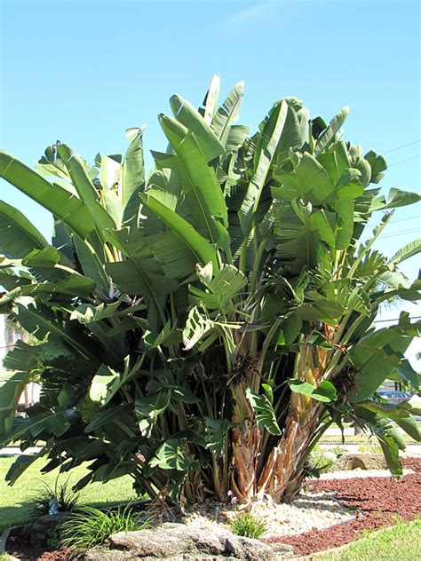 Giant Blue Tongue, White and Bird of Paradise Plant (strelitzia nicolai) – Urban Perennials