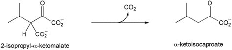 Solved Biosynthesis of leucine involves conversion | Chegg.com