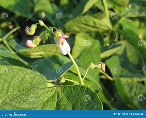 Bean Plant with Flowers Growing in the Garden Stock Photo - Image of ...