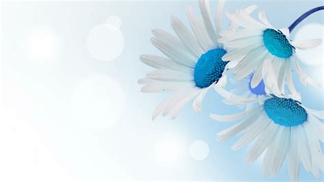 Download White Flower Blue Daisy Artistic Flower HD Wallpaper