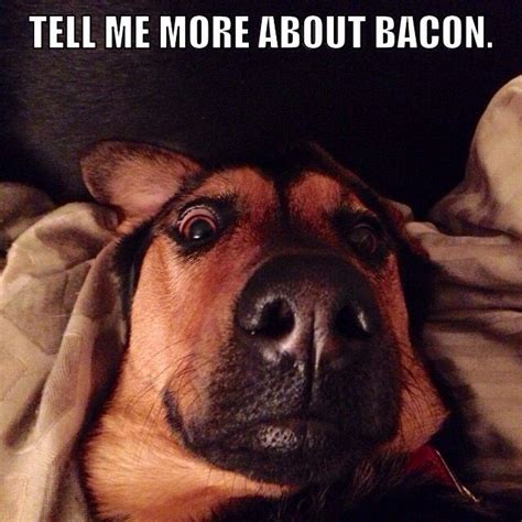 Dog bacon meme. My dog Bella :) | Dogs, Dogs and puppies, Animal memes