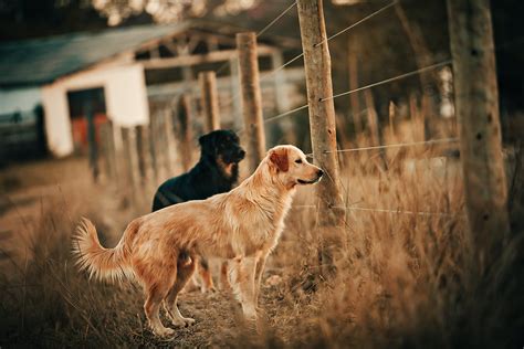 Grooming Your Golden Retriever