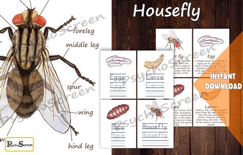 Housefly Anatomy | ubicaciondepersonas.cdmx.gob.mx