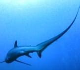 Thresher Shark - Description, Habitat, Image, Diet, and Interesting Facts