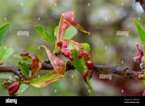 Peach leaf curl. Fungal disease of peaches tree. Taphrina deformans. Peach tree fungus disease ...