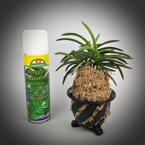 leave cleaning spray | EXOTIC PLANT Редкие коллекционные растения