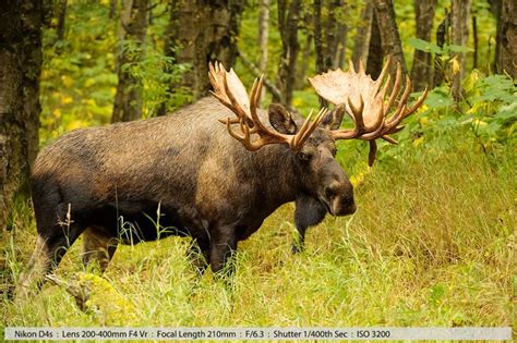 We could never spend several hours with a moose in NH, but in Alaska we did that several times ...