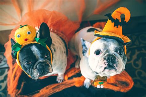 9 Must-Have French Bulldog Halloween Gifts and Accessories - Ask Frankie