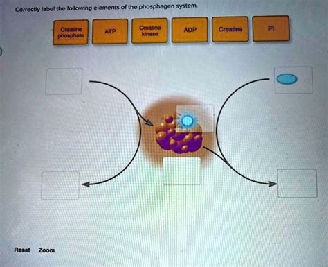 SOLVED: Correctly label the following elements of the phosphagen system. Creatine phosphale ATP ...