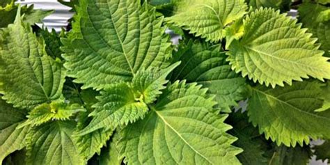 Shiso Leaf perfume, Shiso Leaf fragrance, Shiso Leaf essential oils ...