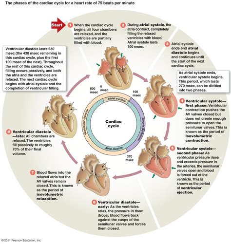 The Cardiovascular System: Lists the stages of systole and diastole circulatory system. Shows a ...