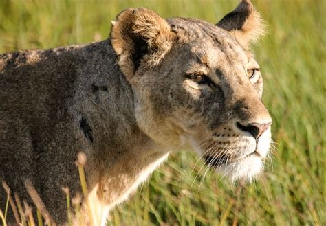 Amboseli National Park / Lions / Honeymoon | Safari travel, Lions ...