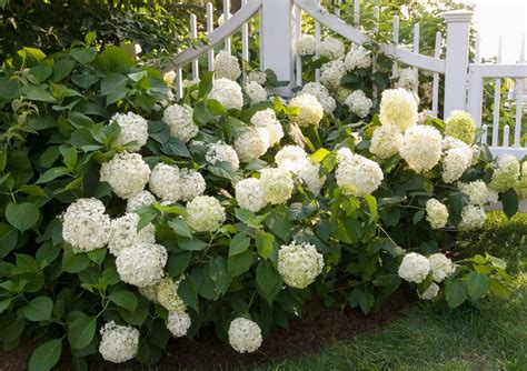 Climbing Hydrangea- Common Problems Solved and Care Explained - The Arches