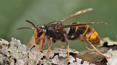 Invasive yellow-legged hornet spotted in the US for the 1st time, one ...