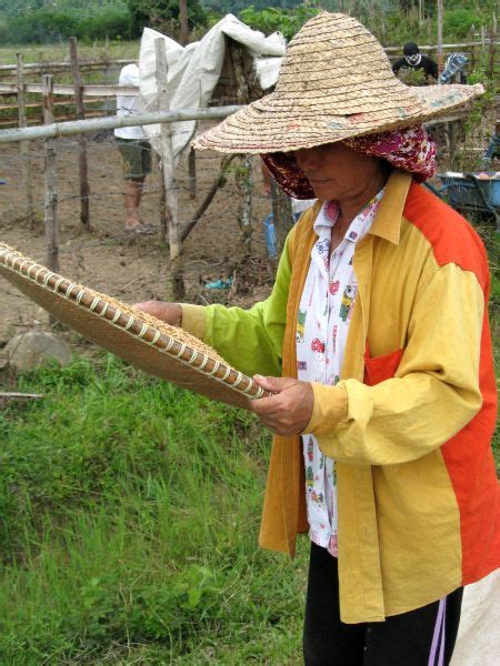 winnowing rice | Lynette Ramsay Silver, AM, MBE