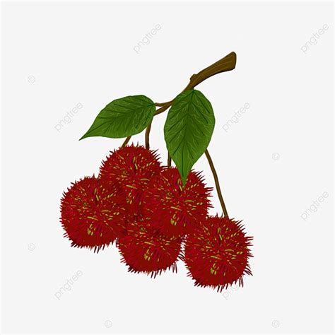 Rambutan Hd Transparent, The Sweet Rambutan, Red, Fruit, Fruit Clipart PNG Image For Free Download