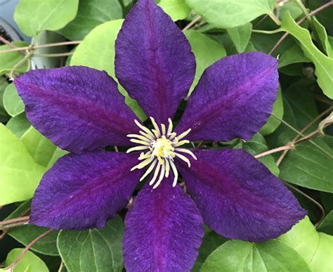 The President Clematis Vine - Deep Purple - 2.5" Pot - Walmart.com