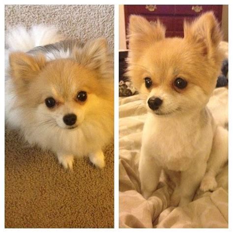 undercut hairstyle pomeranian | Pomeranian haircut, Pomeranian puppy, Puppy cut