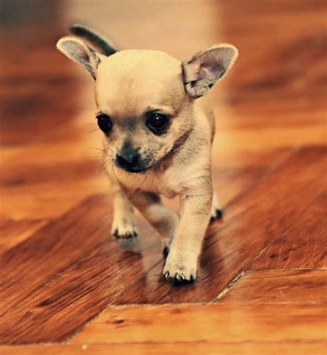 7 Surprising Facts About the Teacup Chihuahua You Didn't Know