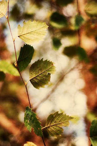 Fall... | The leaves are starting to change :) | mschellhase | Flickr