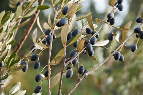 Olive Tree (Olea europaea): How to Grow and Care with Success