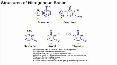 Structure of Nitrogenous Bases - YouTube