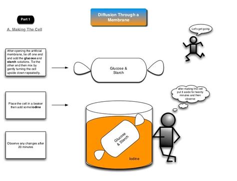 Diffusion Through A Membrane Lab