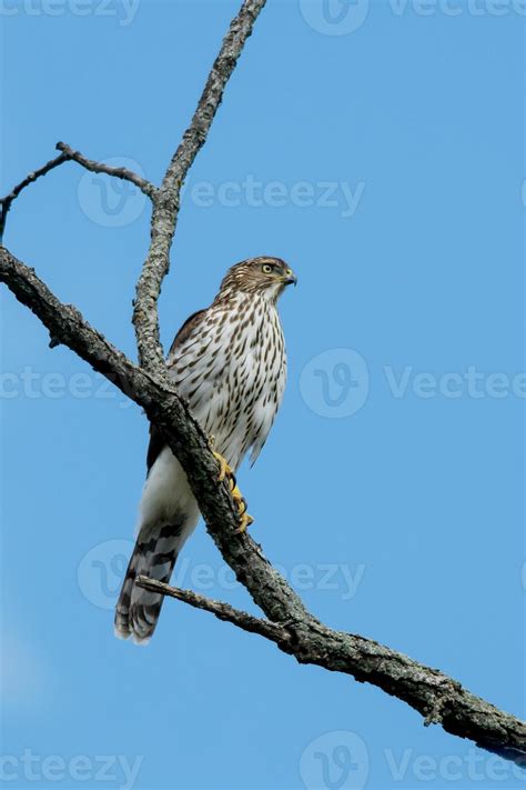 Cooper's Hawk 722244 Stock Photo at Vecteezy