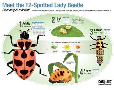 Meet the 12-Spotted Lady Beetle | Lady beetle, Thing 1 thing 2, Beetle