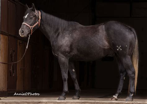 Rooster S Cogburn | Cowan Select Horses