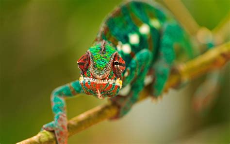 Chameleon Wallpapers - Wallpaper Cave