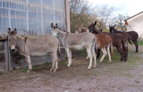 grossesel.de | Bilder | ESELHALTUNG - Pflege