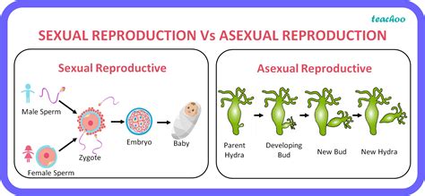 Free Printable Sexual Vs Asexual Reproduction Worksheet - Free ...